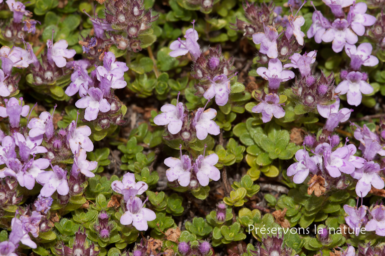 Lamiaceae, Thymus praecox 