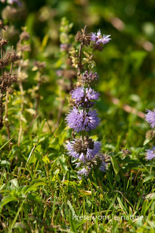 Lamiaceae, Mentha pulegium 