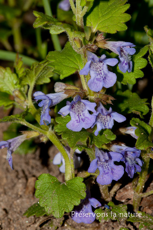 Glechoma hederacea, Lamiaceae 