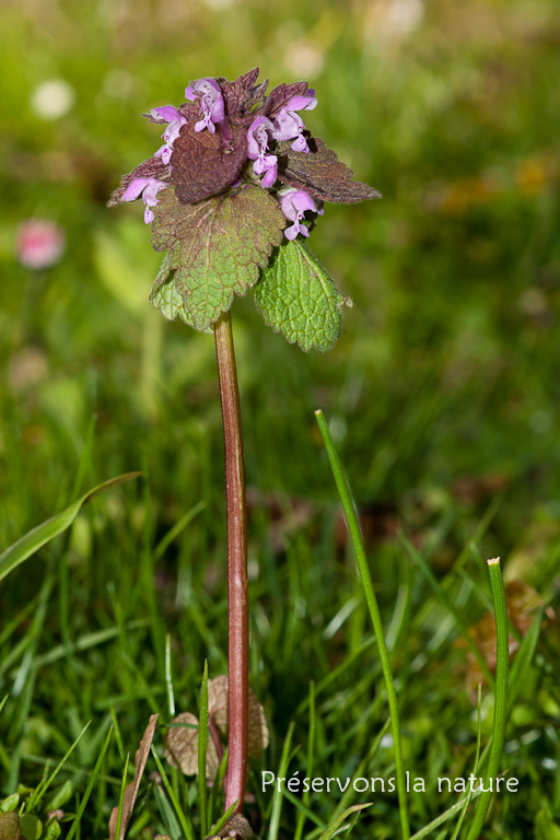 Lamiaceae, Lamium purpureum 