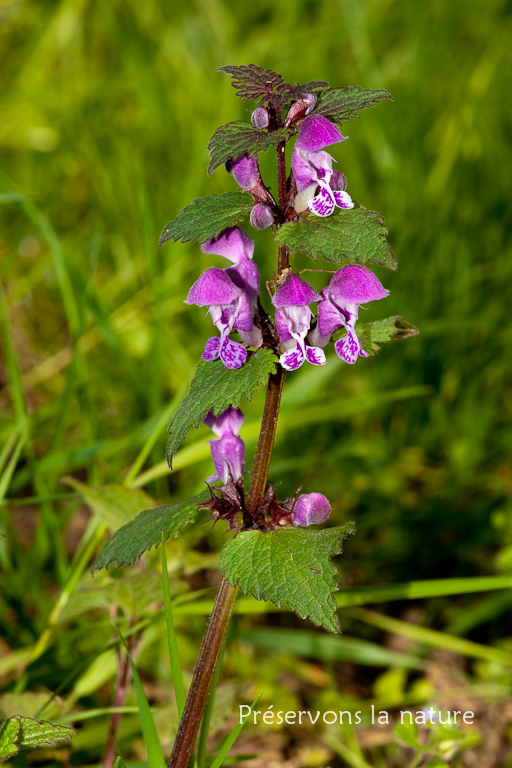 Lamiaceae, Lamium maculatum 