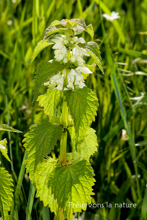 Lamiaceae, Lamium album 