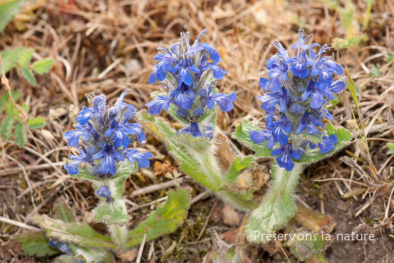 Ajuga genevensis, Lamiaceae 