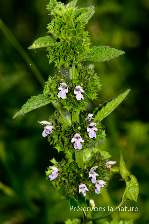 Ballota nigra, Lamiaceae 