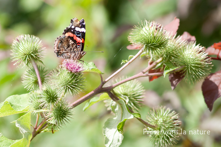 Nymphalidae, Vanessa atalanta 