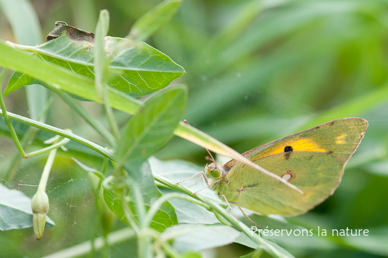 Colias crocea, Pieridae 