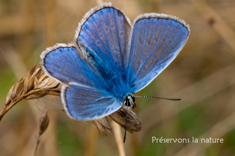 Lycaenidae, Polyommatus icarus 