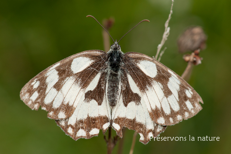 Melanargia galathea, Nymphalidae 