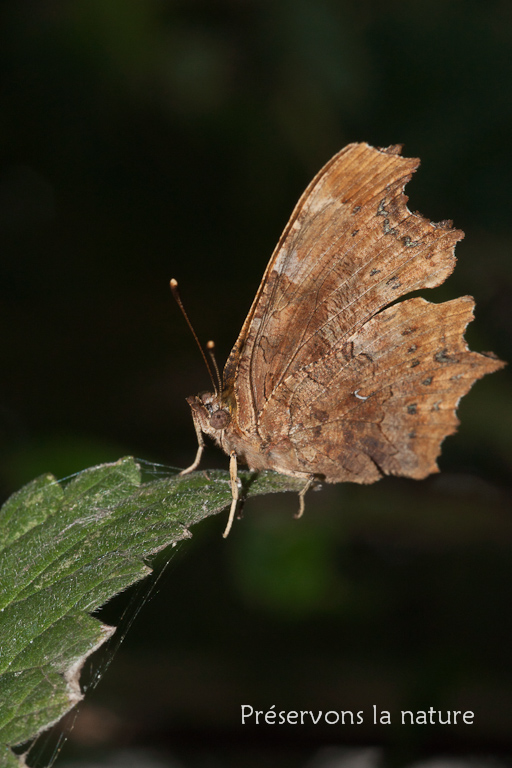 Nymphalidae, Polygonia c-album 