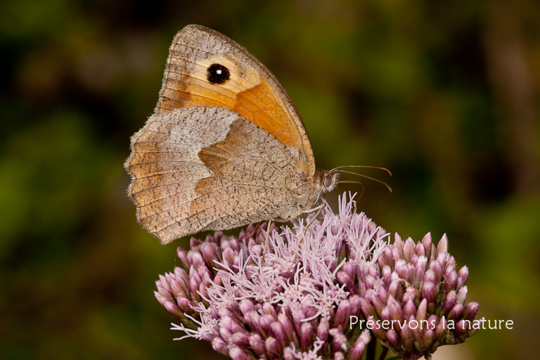 Maniola jurtina, Nymphalidae 