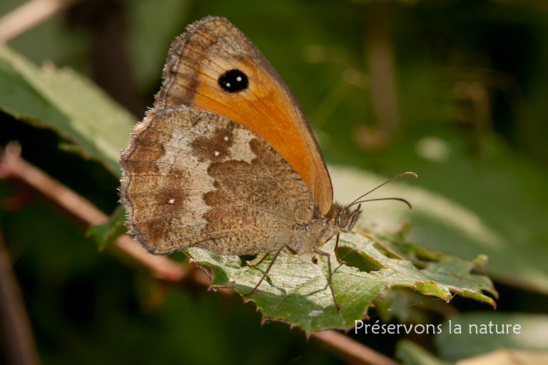 Nymphalidae, Pyronia tithonus 