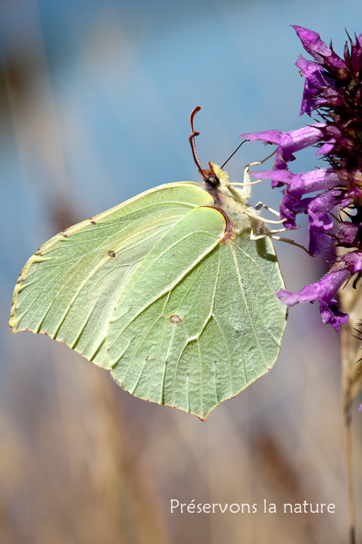 Gonepteryx rhamni, Pieridae 