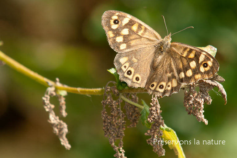 Nymphalidae, Pararge aegeria 