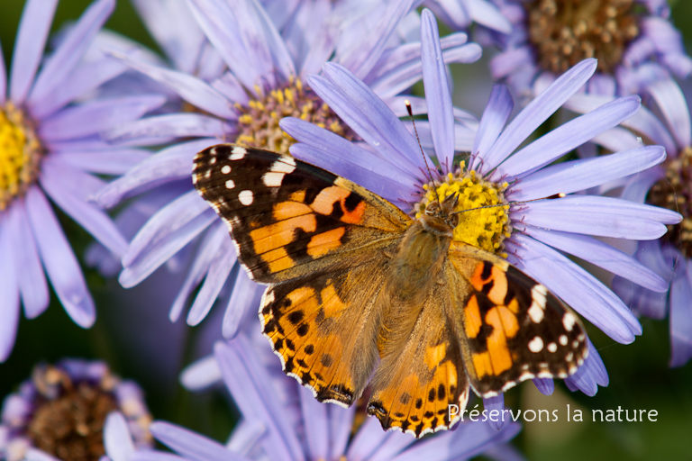 Nymphalidae, Vanessa cardui 