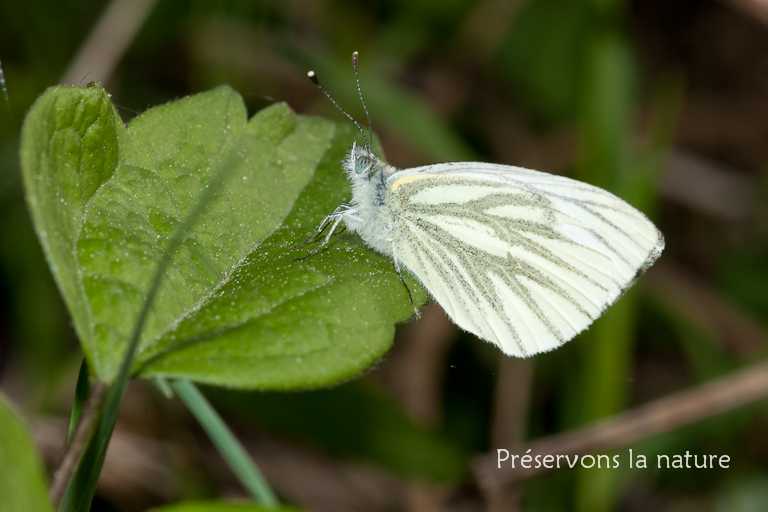 Pieridae, Pieris napi 