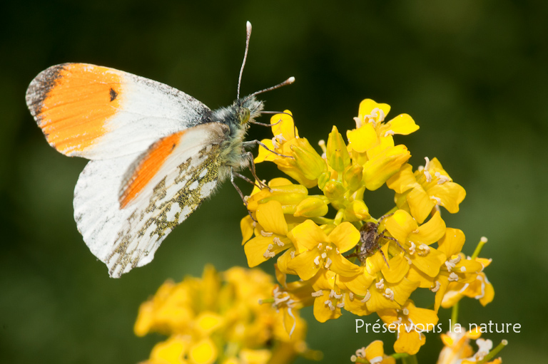 Anthocharis cardamines, Pieridae 