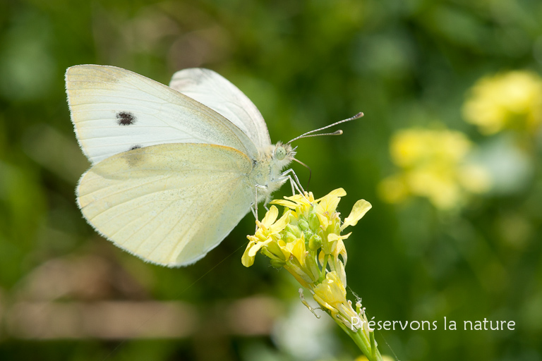 Pieridae, Pieris rapae 