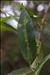 Salix triandra L.