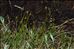 Carex pauciflora Lightf.