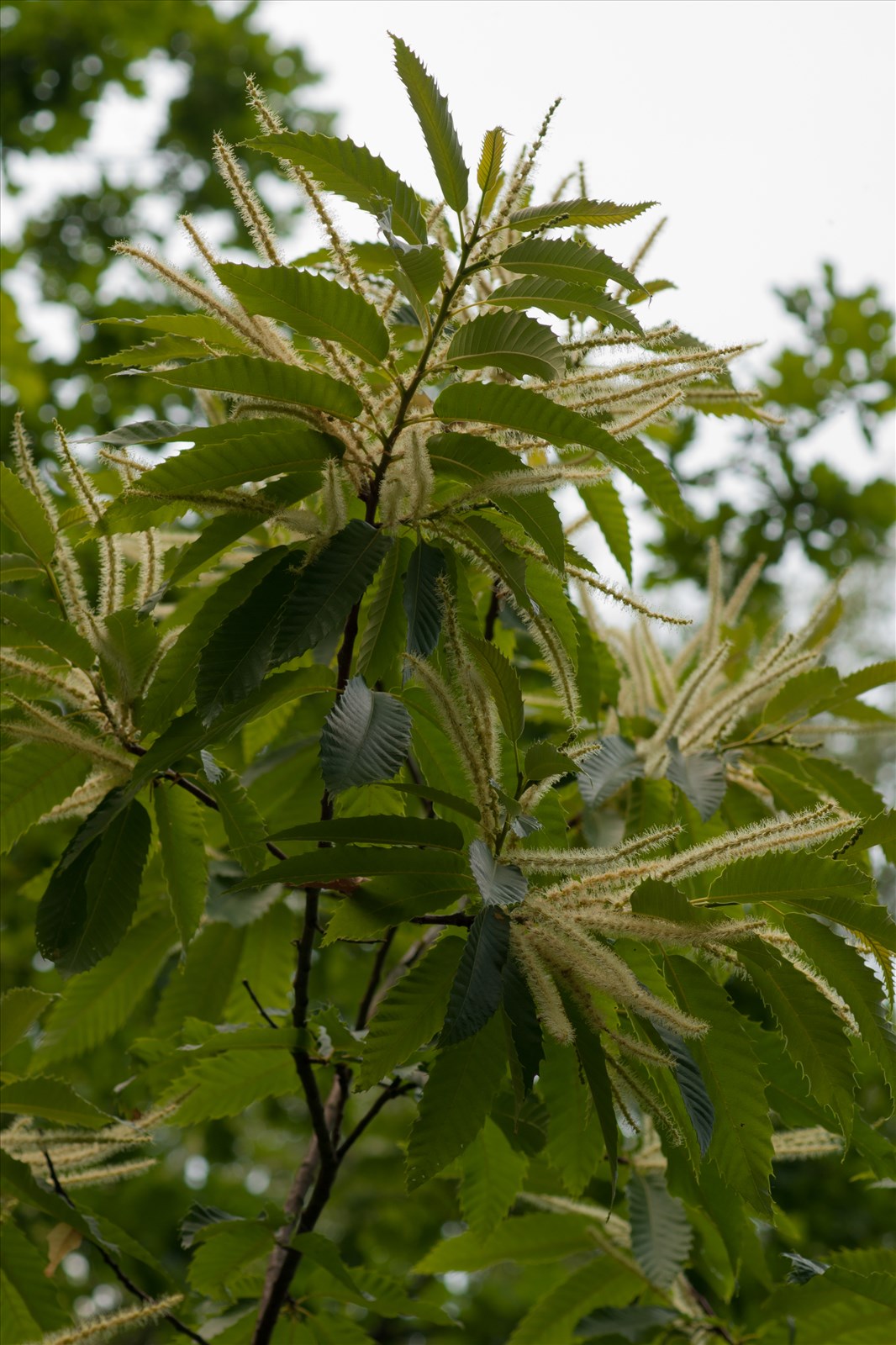 Castanea Sativa Mill Pr servons La Nature