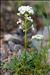 Hornungia alpina (L.) O.Appel