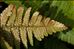 Dryopteris affinis subsp. cambrensis Fraser-Jenk.