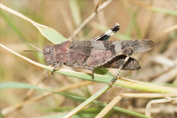 Oedipoda caerulescens caerulescens