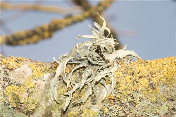 Ramalina fraxinea