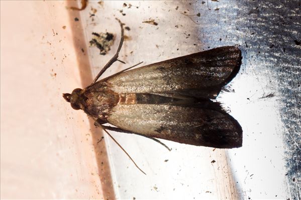 Plodia interpunctella