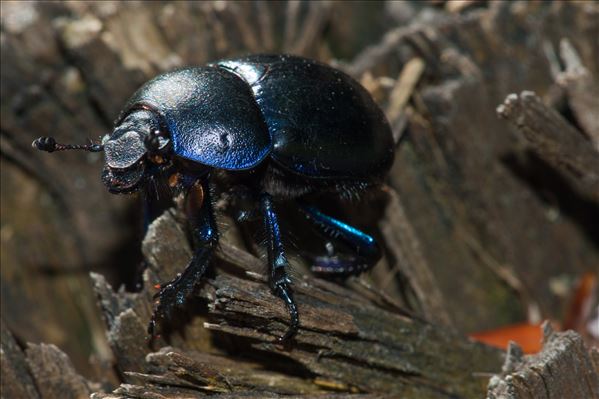 Anoplotrupes stercorosus