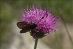Zygaena purpuralis