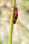 Zygaena purpuralis
