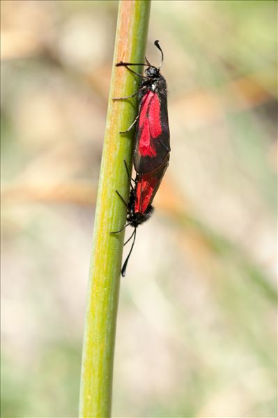 Zygaena purpuralis