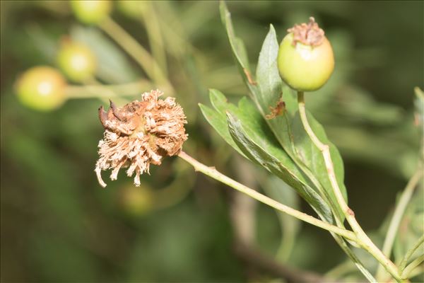 Gymnosporangium