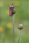 Zygaena loti