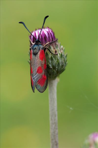 Zygaena loti