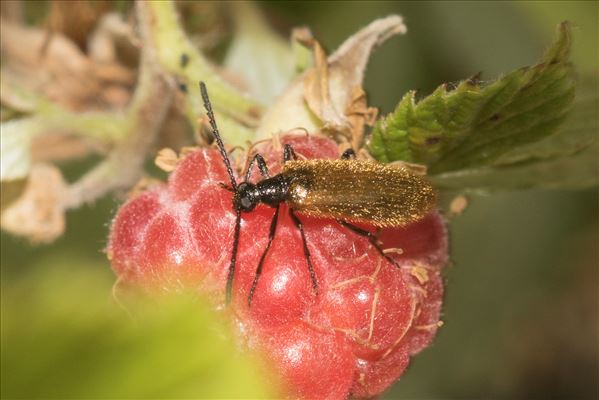 Lagria atripes