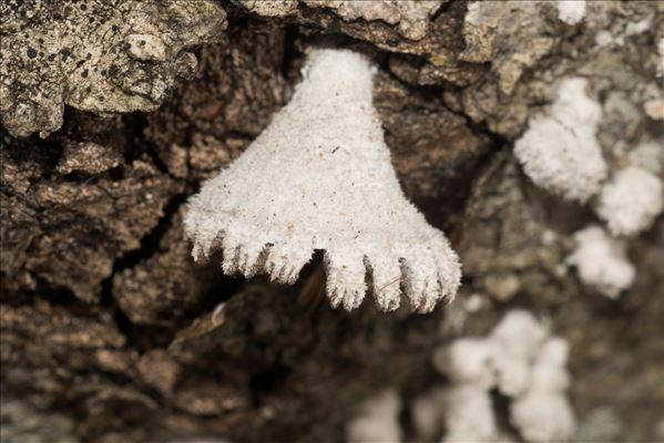 Schizophyllum commune