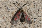 Zygaena exulans