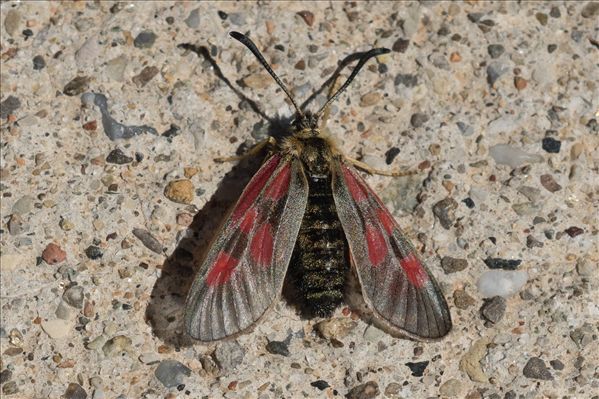 Zygaena exulans