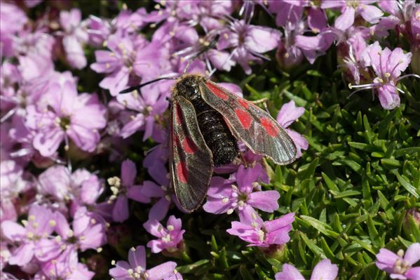 Zygaena exulans