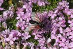 Zygaena exulans