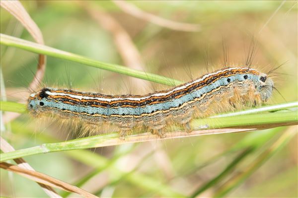 Malacosoma neustria