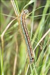 Malacosoma neustria