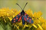 Zygaena transalpina