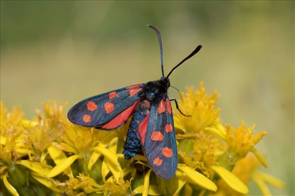 Zygaena transalpina