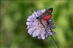 Zygaena transalpina