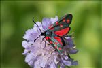 Zygaena transalpina