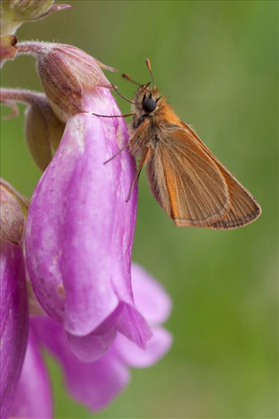 Thymelicus sylvestris