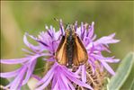 Thymelicus lineola
